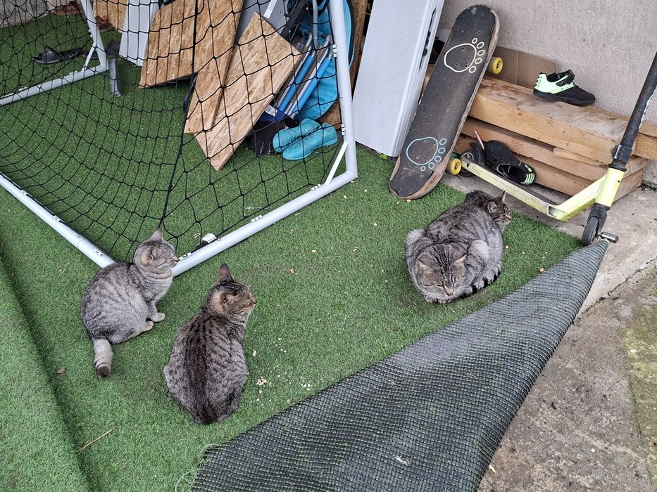 Donez pisici mici si mari, motani si femele