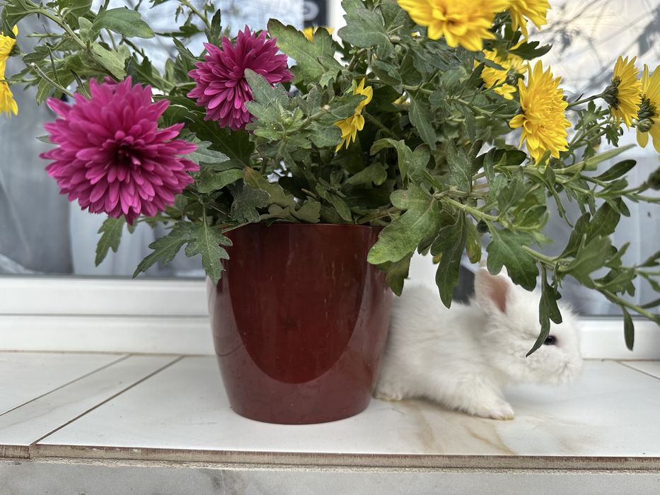 iepurasi pitici disponibili peste o saptamana