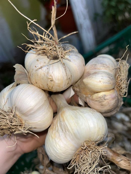 Adevăratul usturoi românesc – Copălău BIO