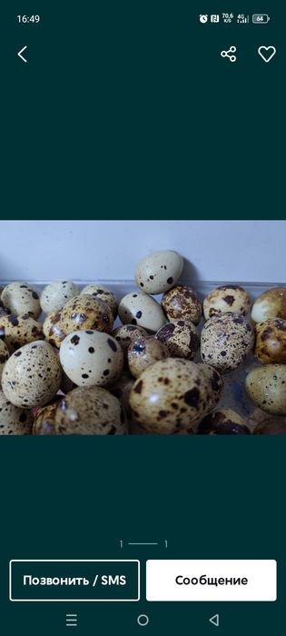 Продам яйца домашних перепелов, каждый день свежие