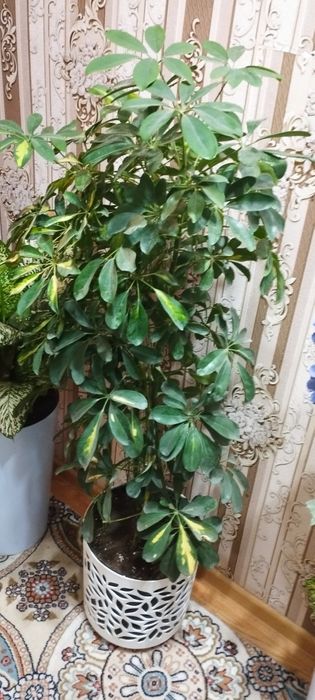 Сотилади гул чиройли