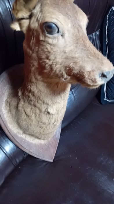 Препарирана  кошута.Катеричка   и  белка