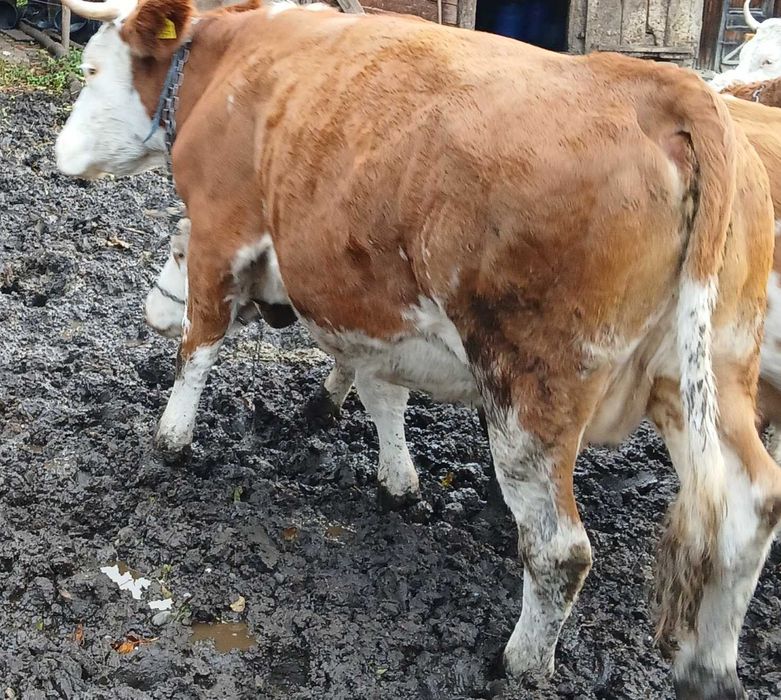 Vând 2 vaci gestante în 2 luni sau la abator