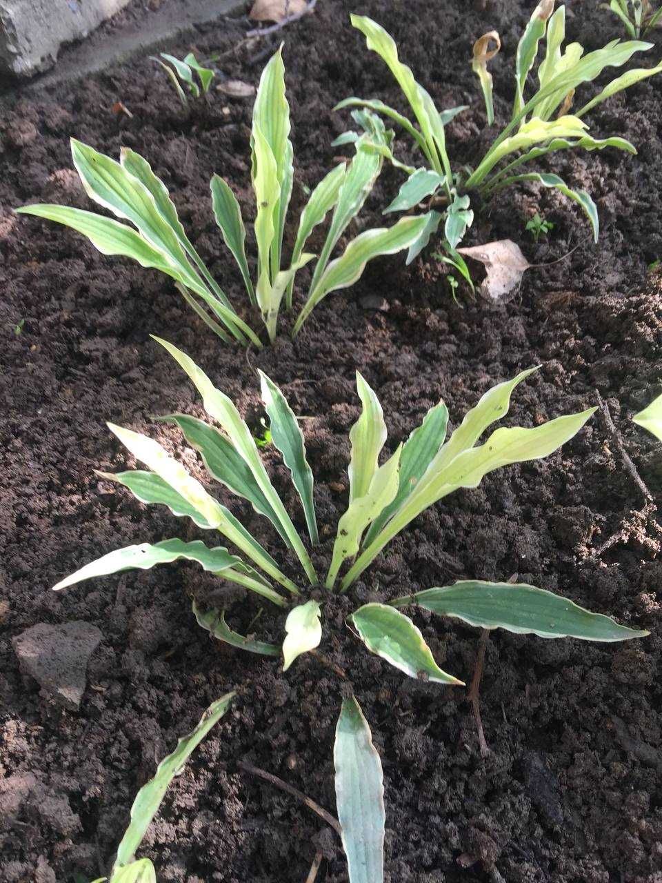 хоста или функия -многолетнее растение с красивыми листьями