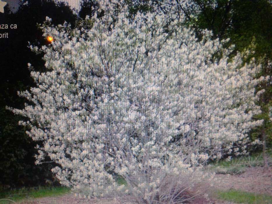 Arbore de stafide[amelanchier lamarkii]