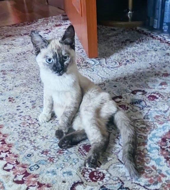 Ищем дом и добрых хозяев