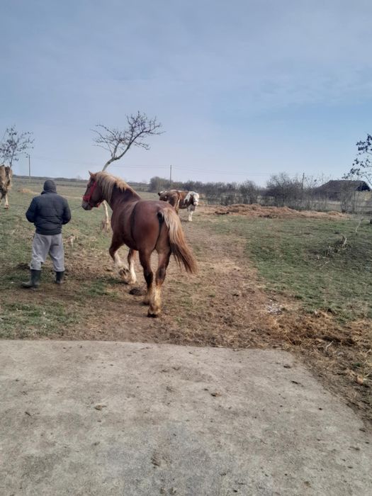 Vând armăsar sau schimb cu vacii