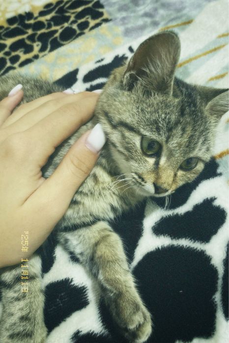 Котёнок продаётся