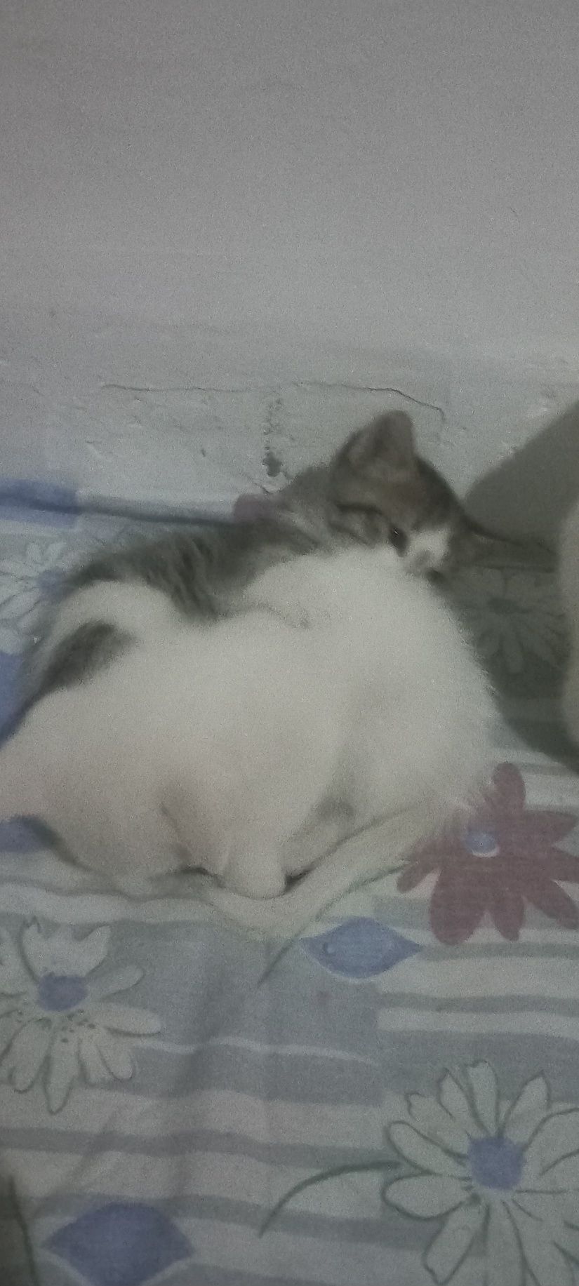 Котята умные милые девочки