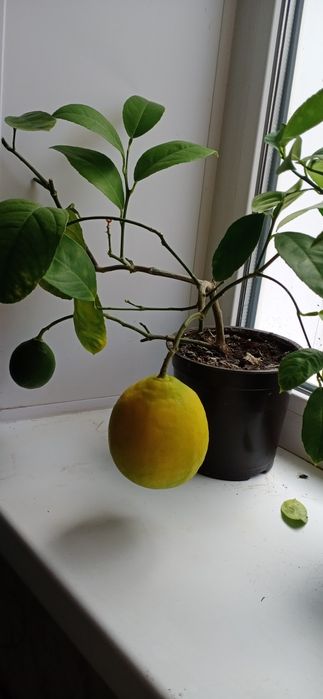 Продам домашний лимон