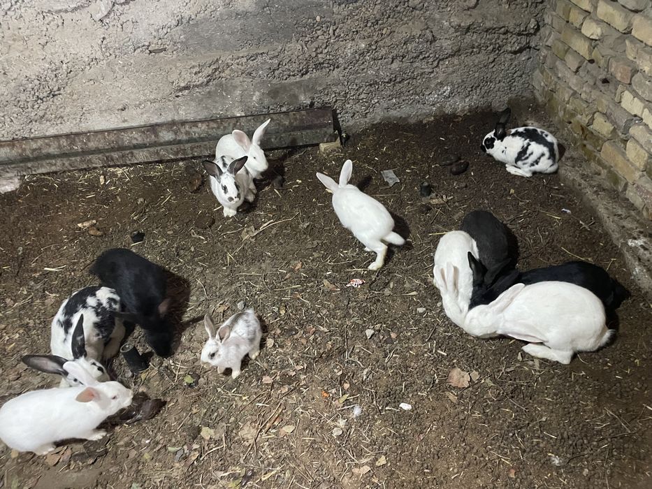 Куёнлар сотилади