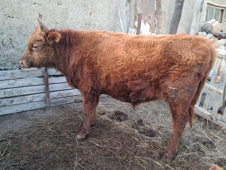 Тайбұқа сатам. Бағасы 350 мың.