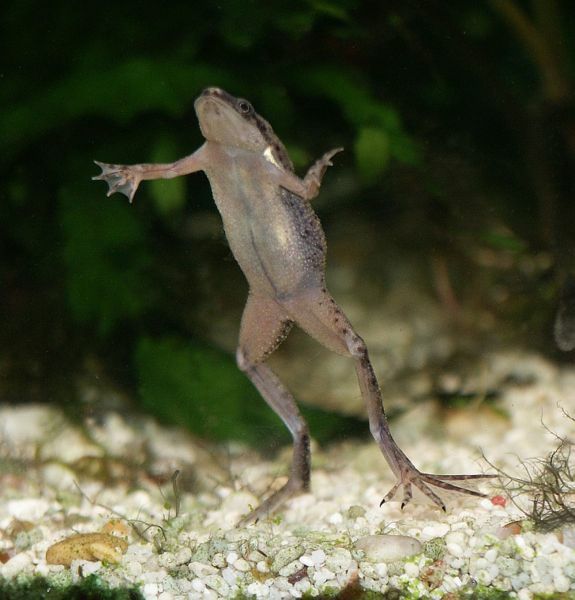 Продам  - лягушка дюймовочка