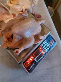 Мясо бройлера[курица) домашний