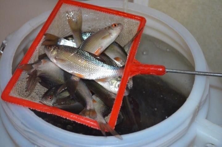 Живец Чебак Плотва 80тг