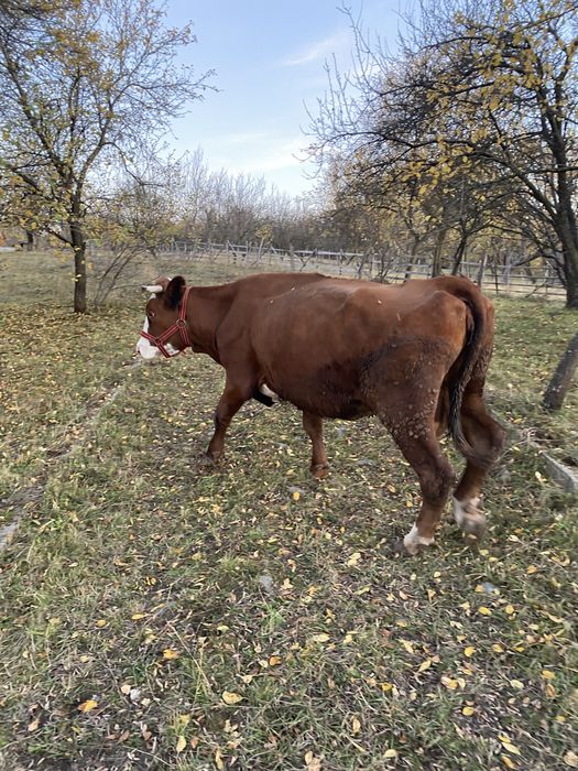 Vacă băltata romanească !