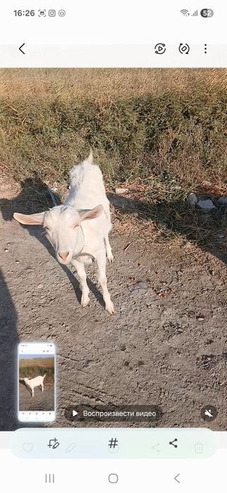 Занен тоза улоклари сотилади