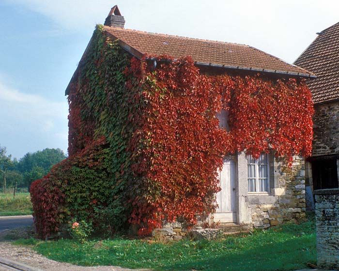 Vita canadiana- Parthenocissus Luleaua Turcului galbena