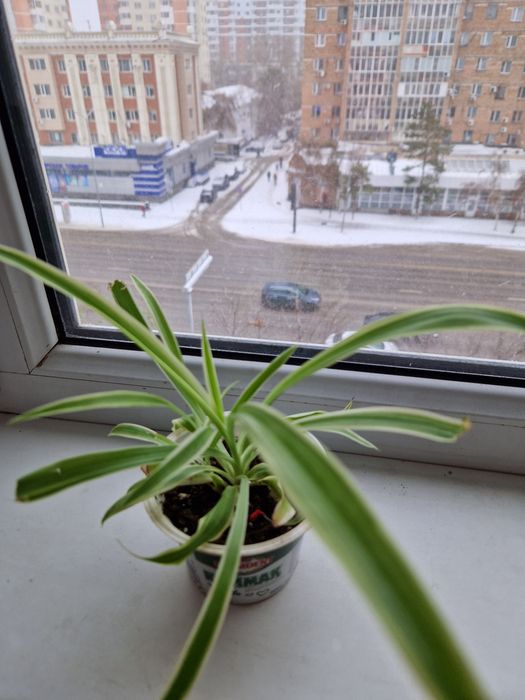 Продам хлорофитум.