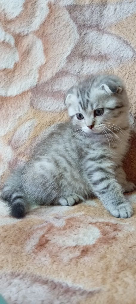 Продаётся котенок