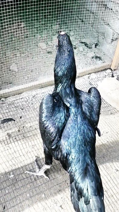 imperia shamo makyoni