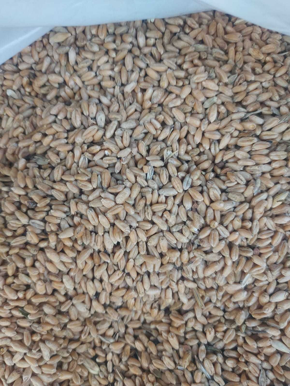Продам внеклассную пшеницу