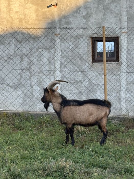 Vand 2 capre si un țap alpin francez