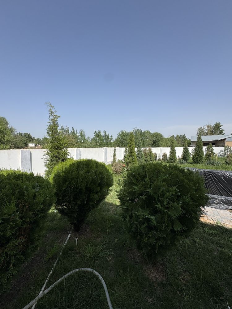 Samarqand dacha arzon narxda