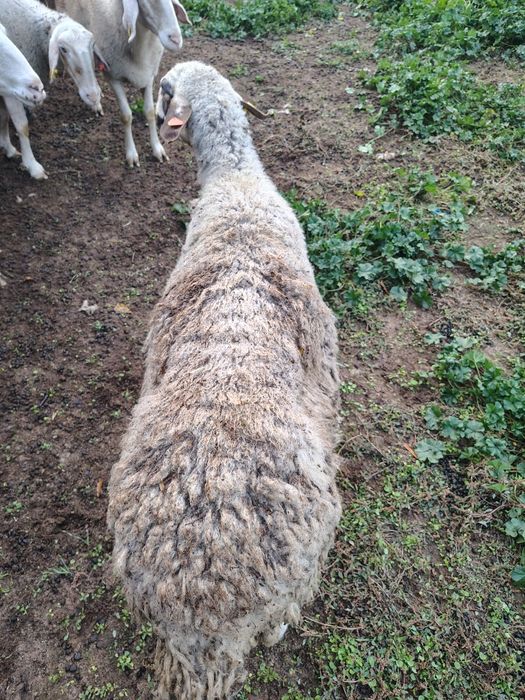 овце за месо и коч