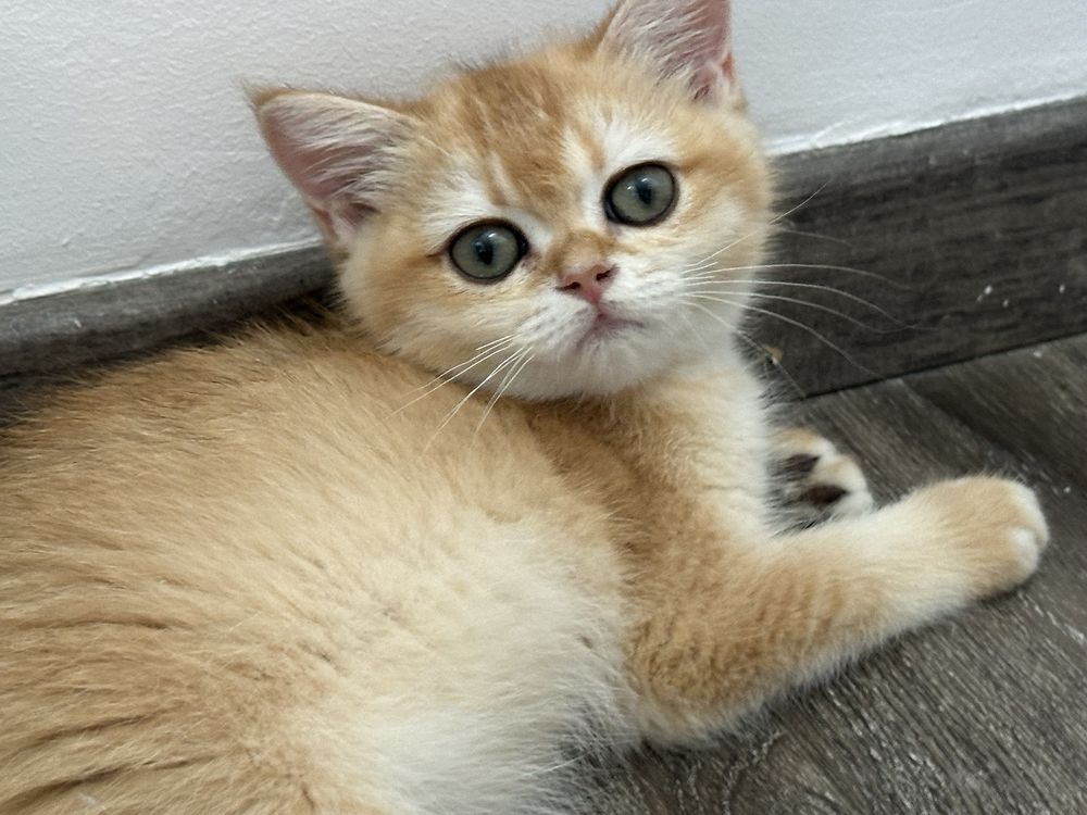 British shorthair golden shell, fetita !! FELISA AUTORIZATA !!!