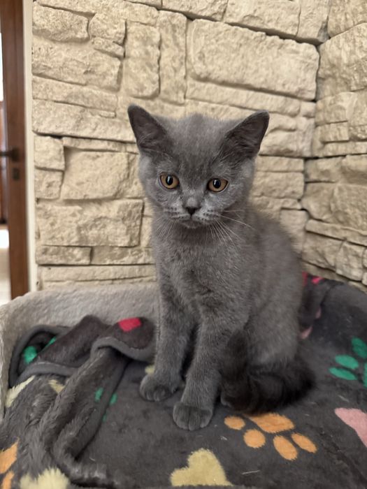 Vand puiut British Shorthair