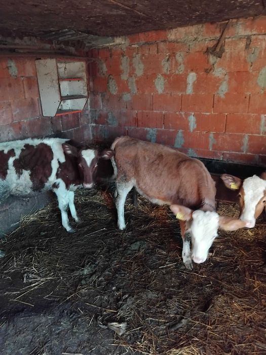 Vând șase tăurași