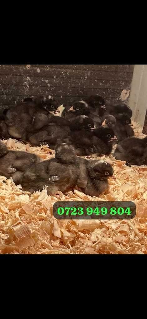 Oua de incubat pui mici Plymouth La Bresse Brahma HD Sussex Marans
