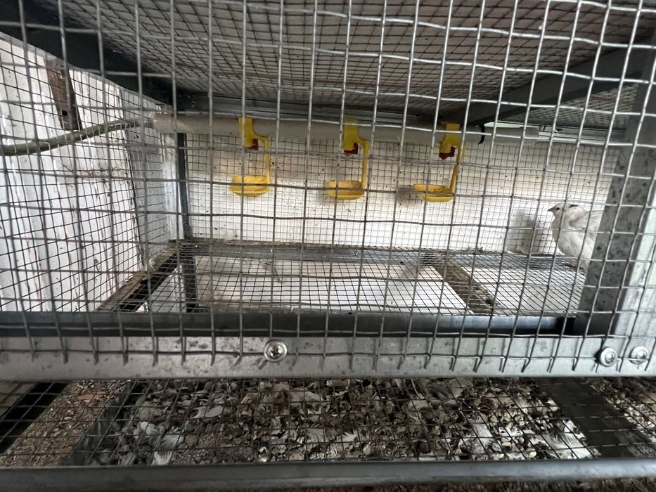 Продавам клетка с пъдпъдъци подарак снасящи