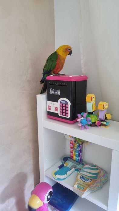 Pereche Papagali Aratinga 3 ani