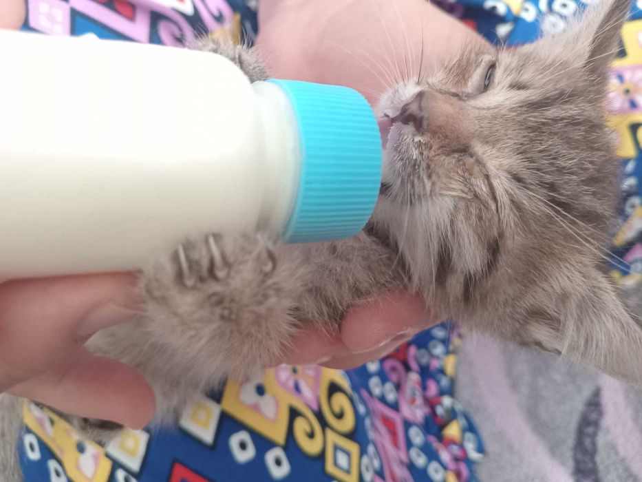 отдам КОТЯТ в добрые руки