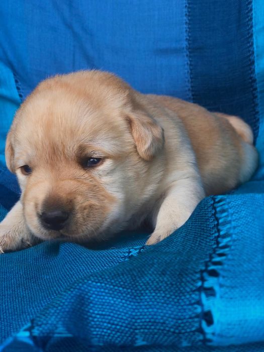 Pui Labrador Retriever cu Pedigree Tip A