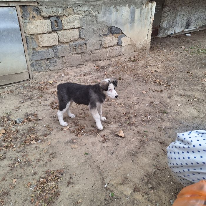 Щенок кушик еркек