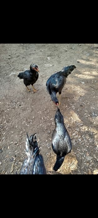 3 Моки 1 хуроз сотилади.