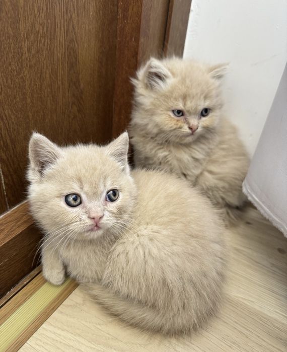 Скидкааа! Котята скотиш фолд