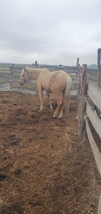 Кунандар сатылады. Продам жеребчиков