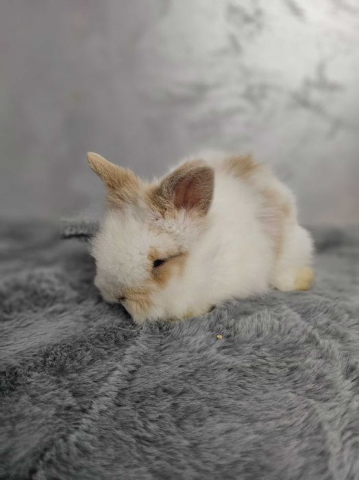 Iepurași pitici Cap de Leu – diverse culori