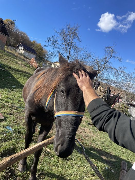 Vand manza de un an si 8 luni