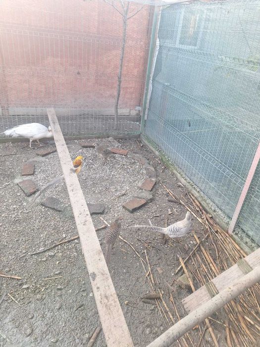 Turturele diamant răzătoare aripa de bronz Senegal