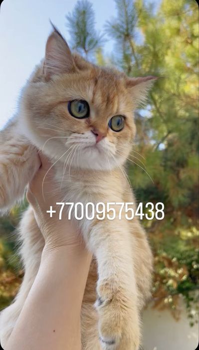 Шотландская, золотая шиншила котёнок, кошка, мысык