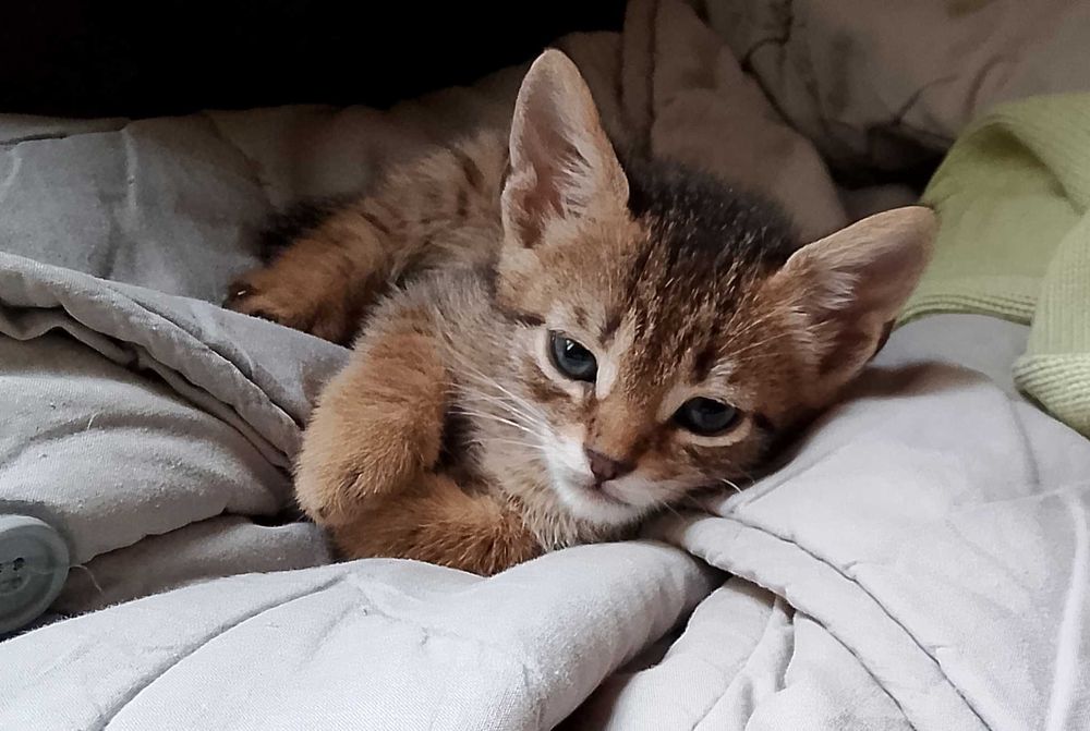 Котета - град Павликени