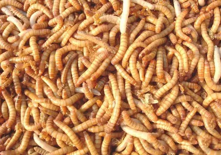 Мучные черви живой корм