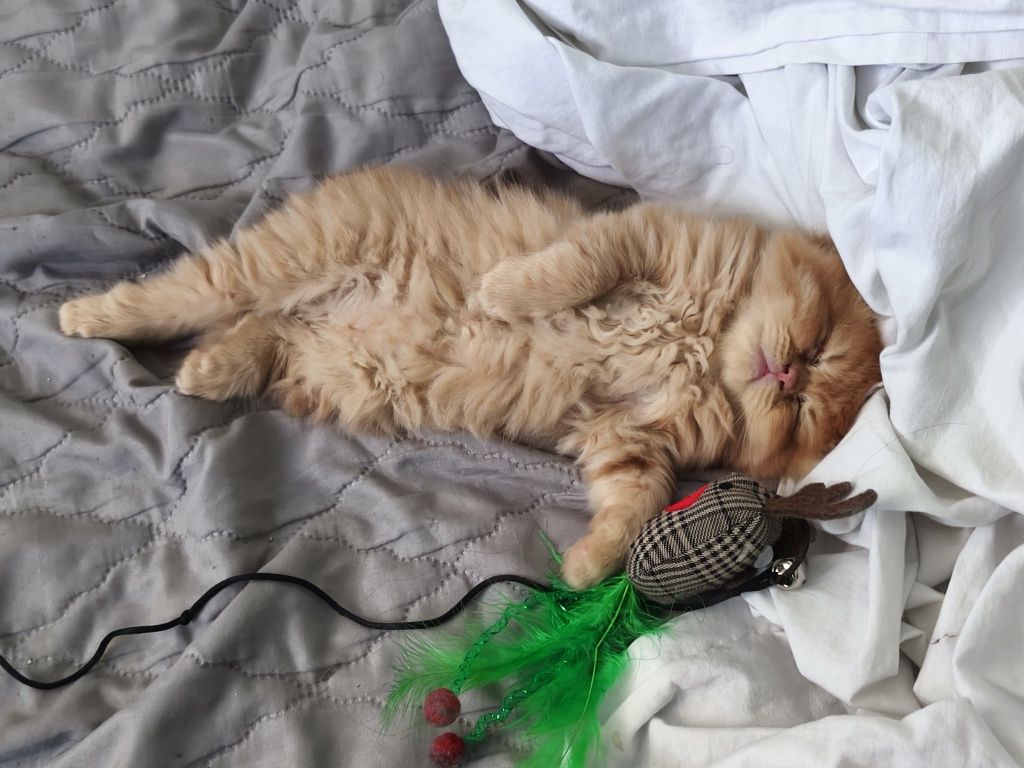Породисто персийско мъжко коте