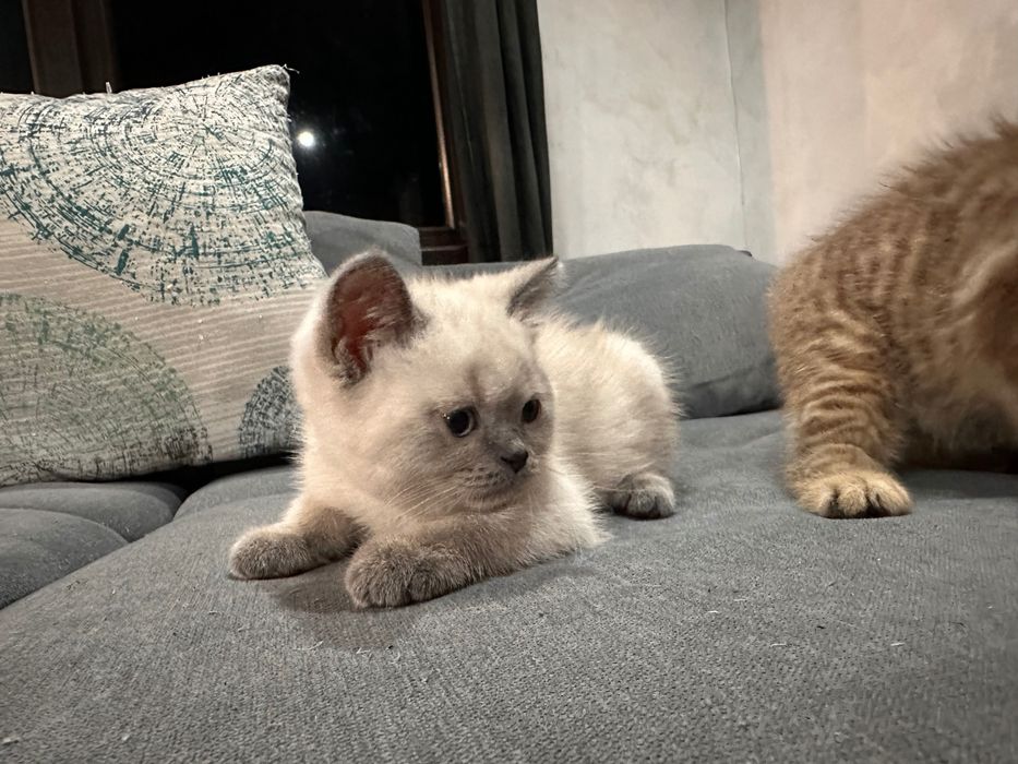 Британски котета