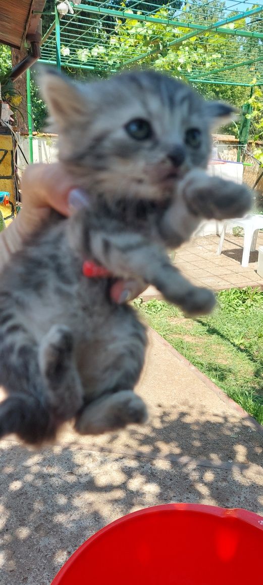 Спешно! Малки сладки котенца
